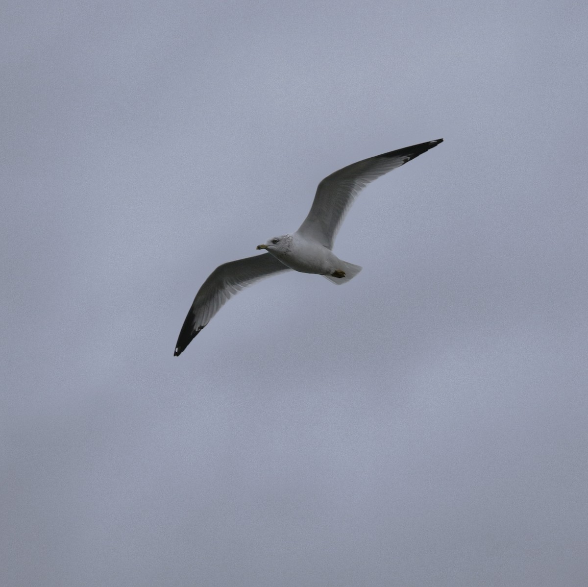 Gavina americana - ML649349940