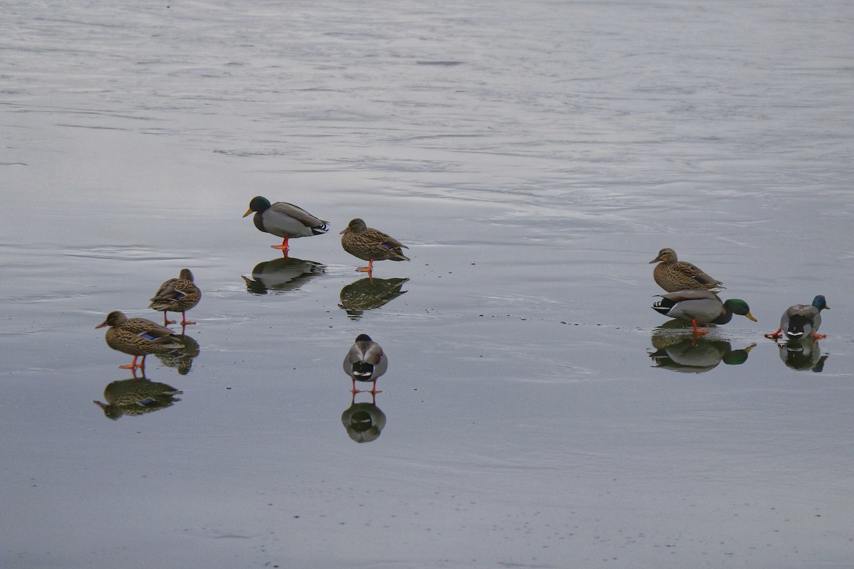 Germano reale - ML649349960