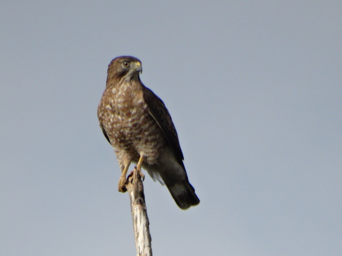 ハネビロノスリ - ML649350045