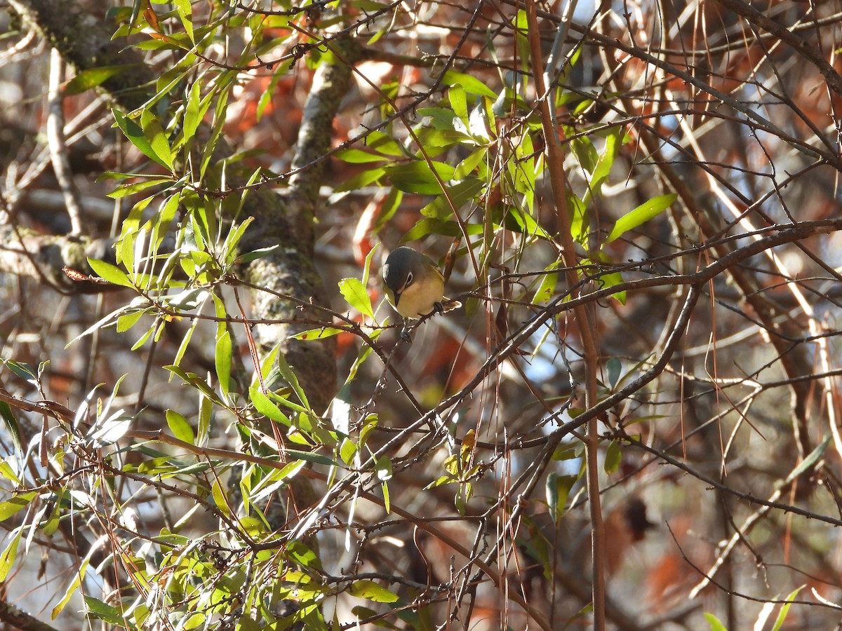 Graukopfvireo - ML649350725