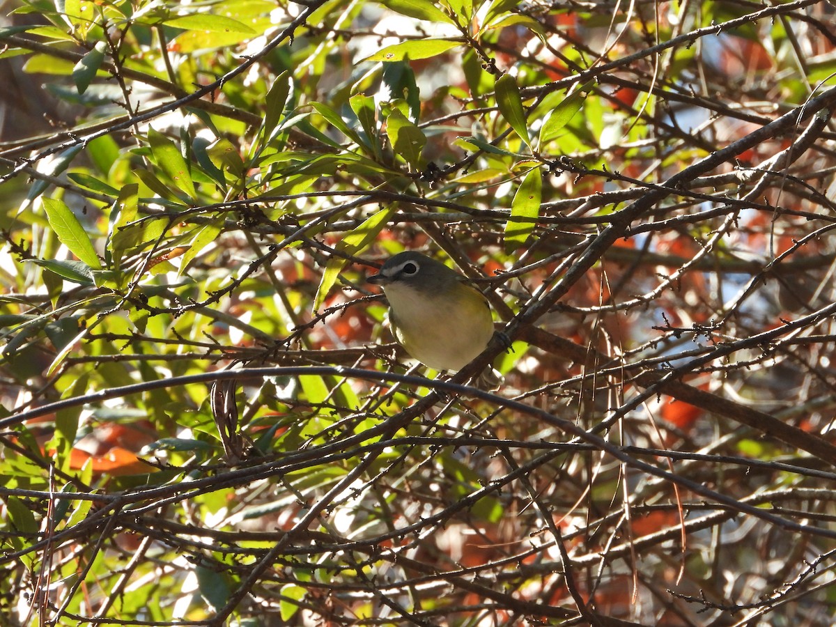 Graukopfvireo - ML649350769