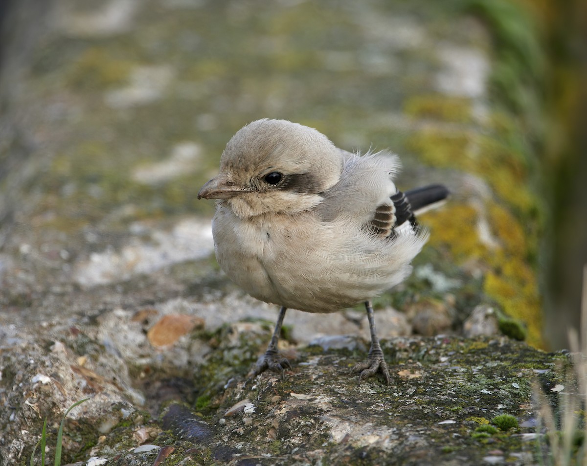 Averla maggiore (beccopallido) - ML649350864