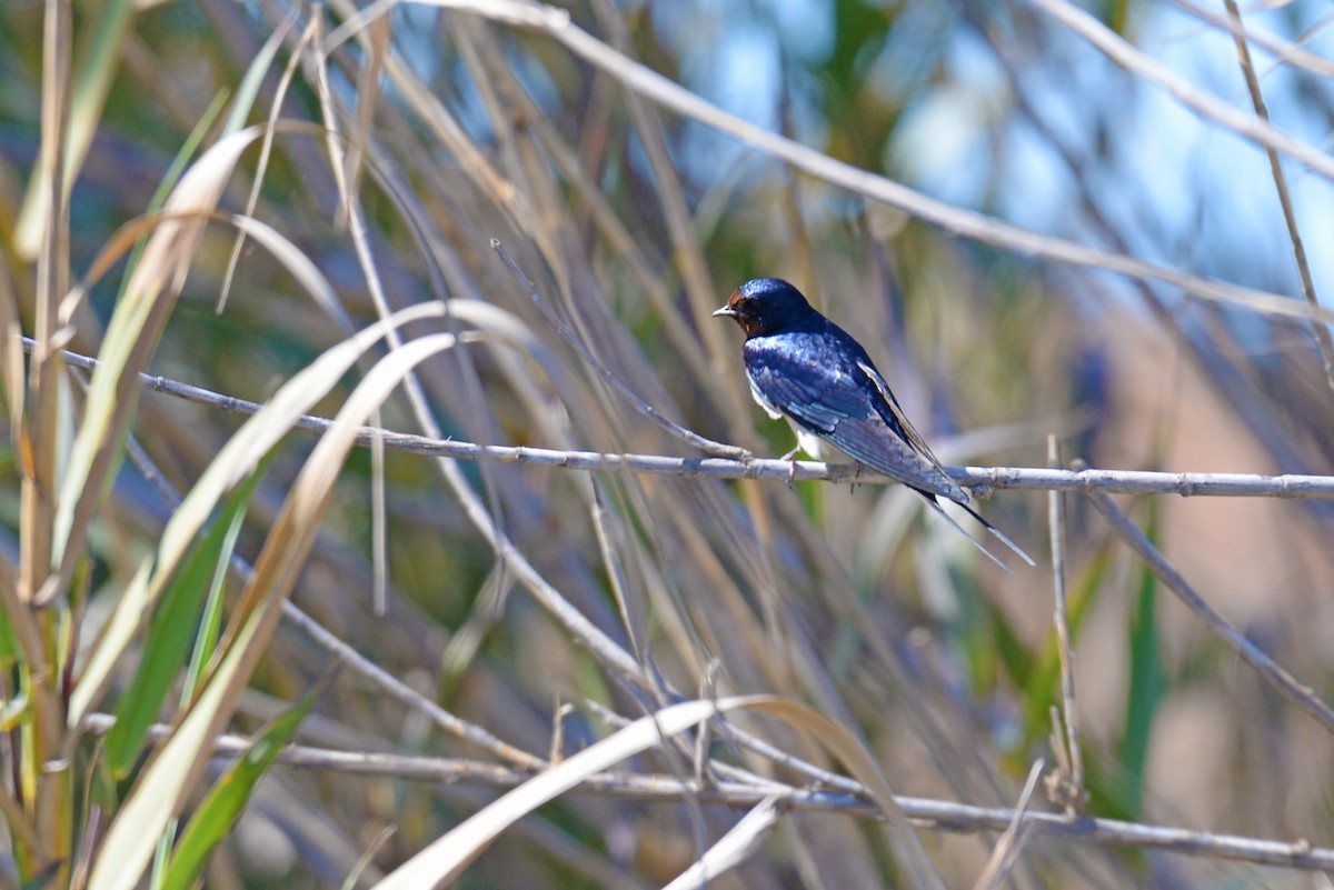 låvesvale - ML649350899