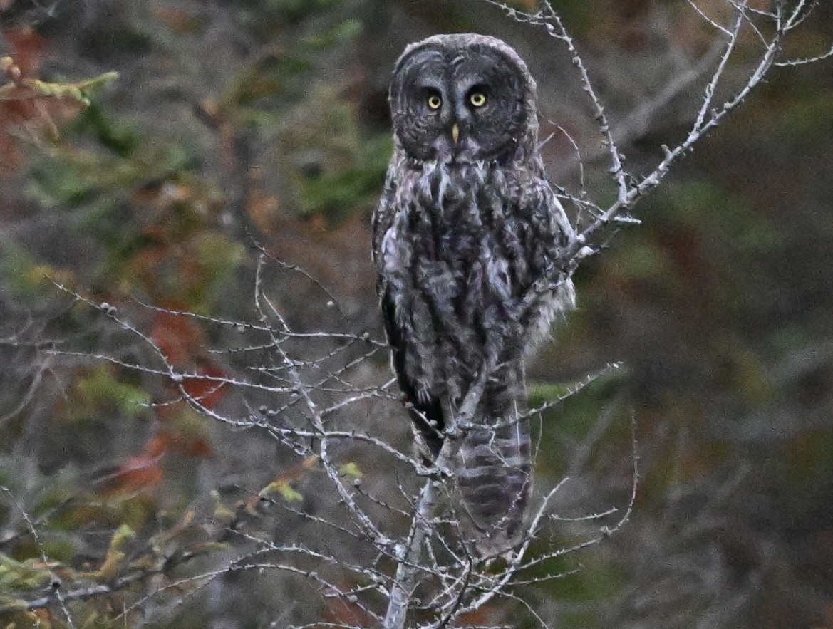 lappugle - ML649350928