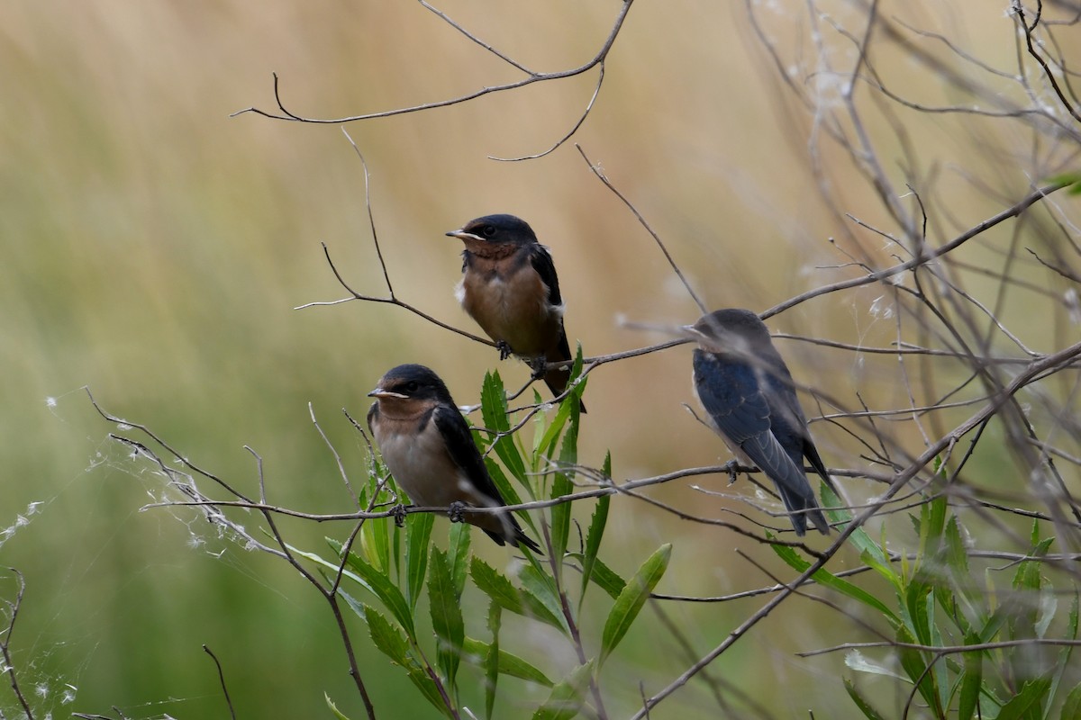 låvesvale - ML649351211