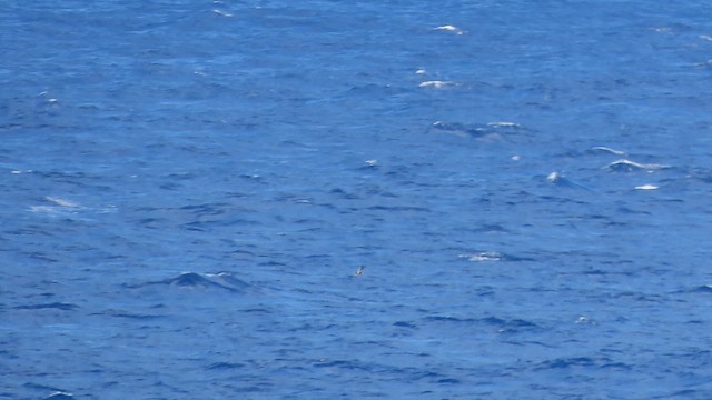 Gould's Petrel (New Caledonian) - ML649351254