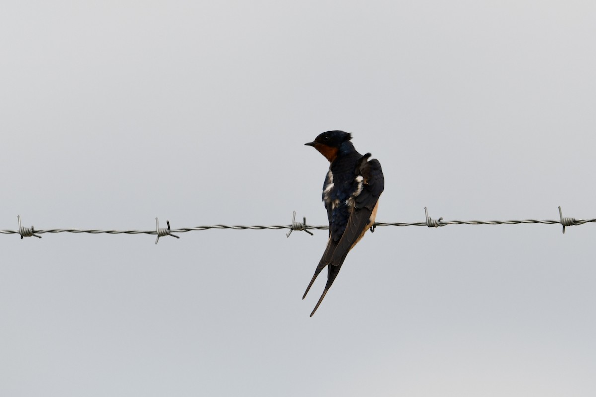 låvesvale - ML649351457