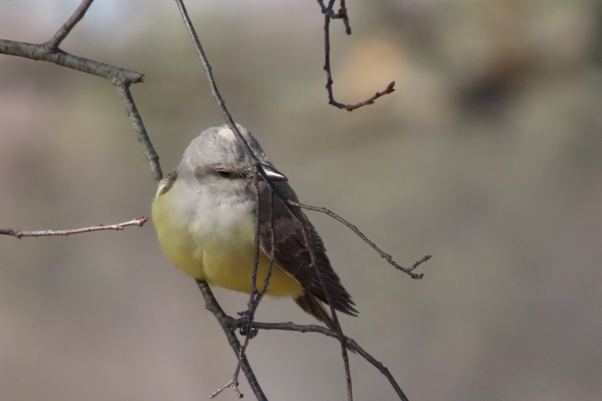 vestkongetyrann - ML649351604