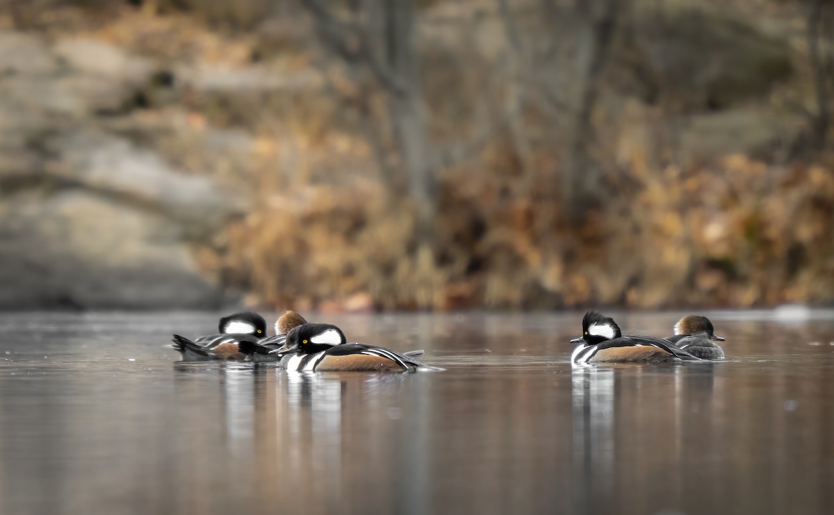 Hooded Merganser - ML649351679