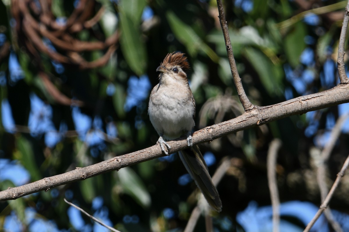 Тахете - ML649351730