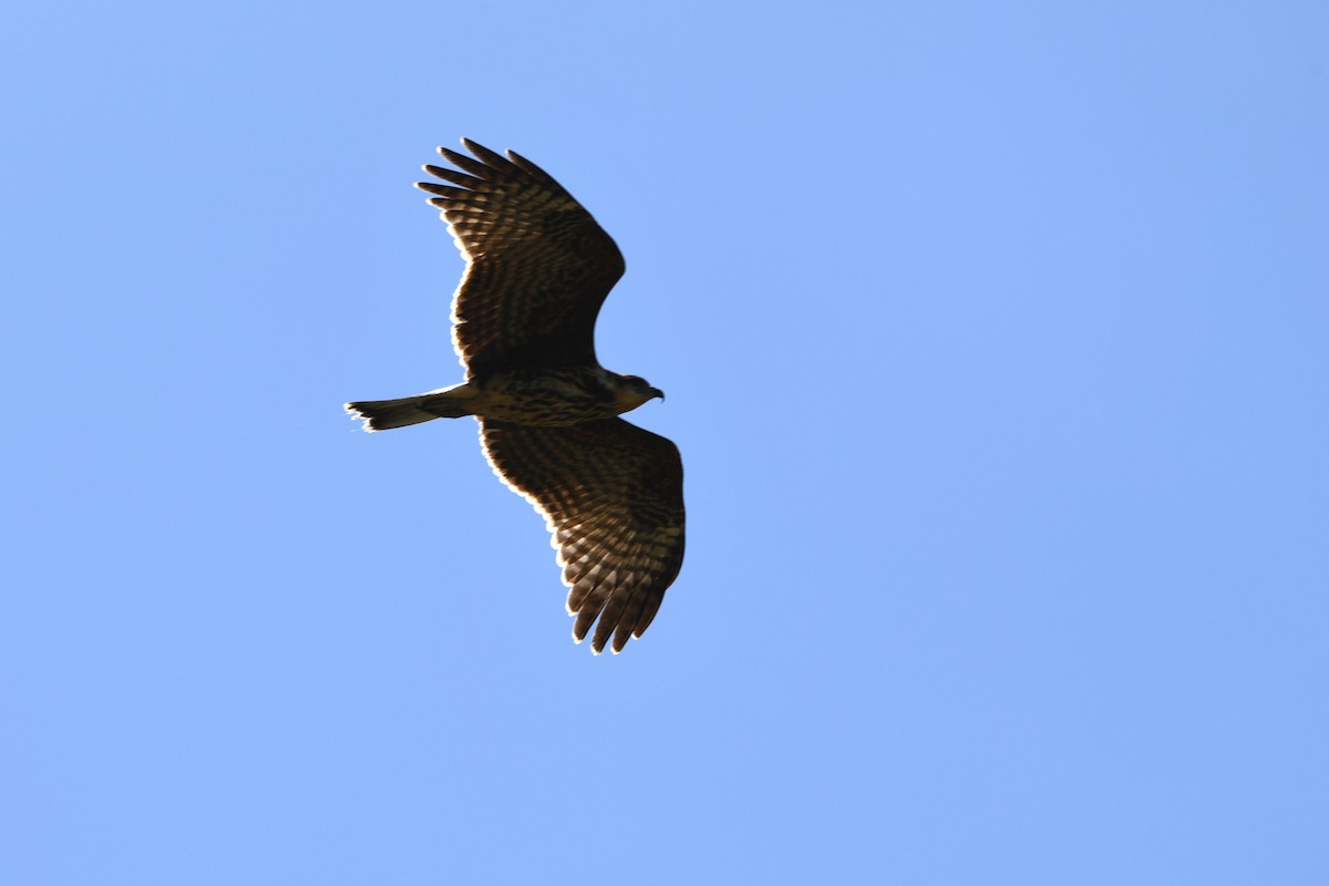 Шуліка-слимакоїд червоноокий - ML649351737