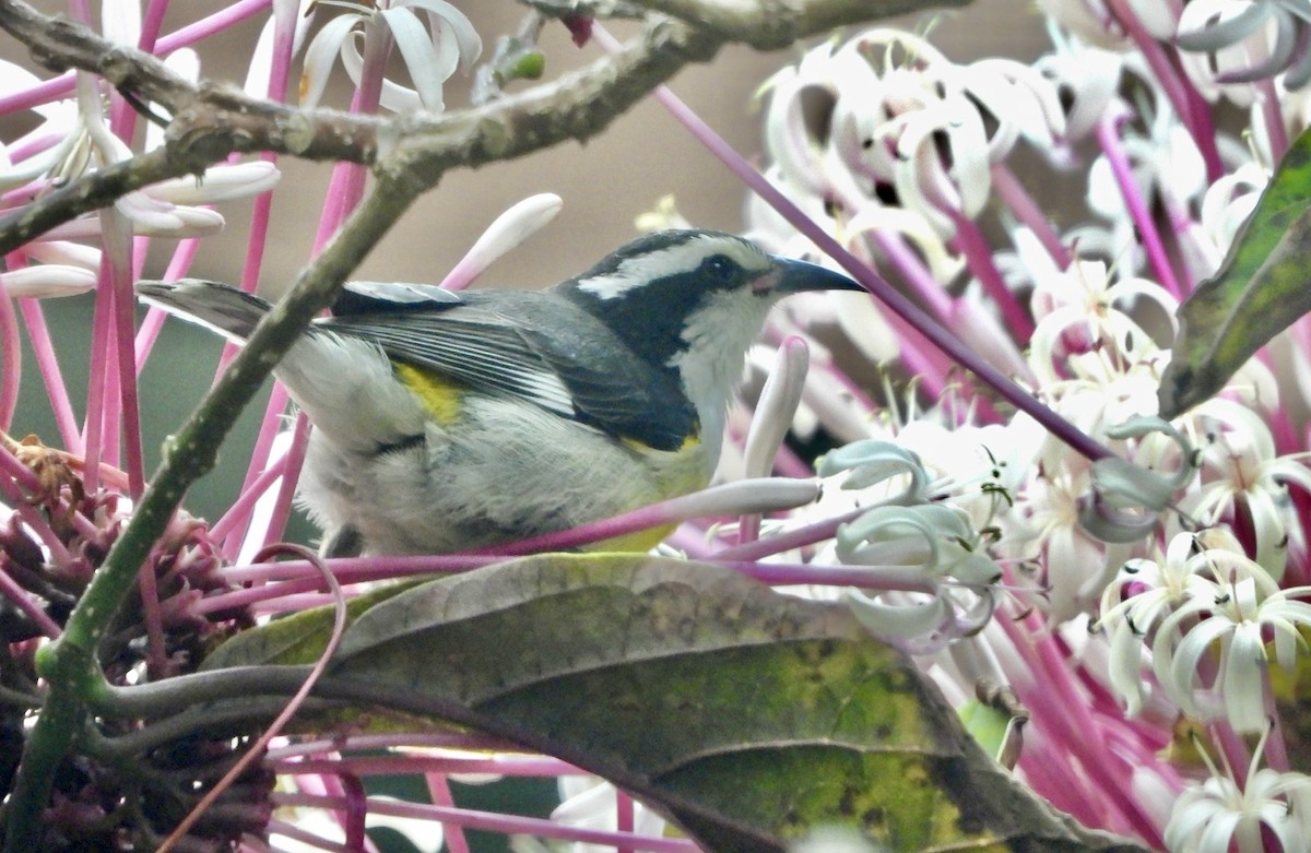 eBird Checklist - 21 Jan 2026 - 1816 Harbour Inlet Dr, Fort Lauderdale ...