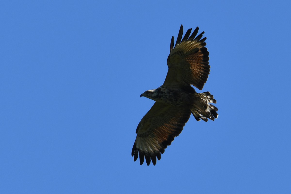 Канюк-крабоїд рудий - ML649351750