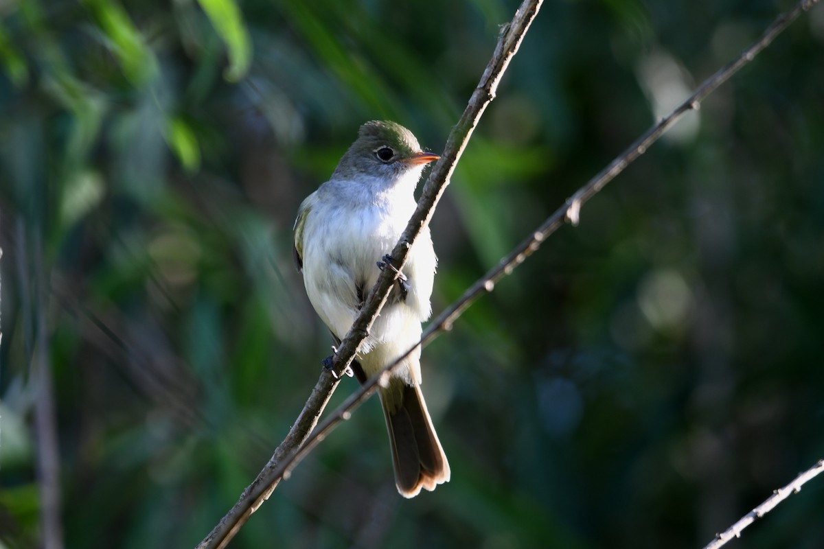 Еленія короткодзьоба - ML649351785