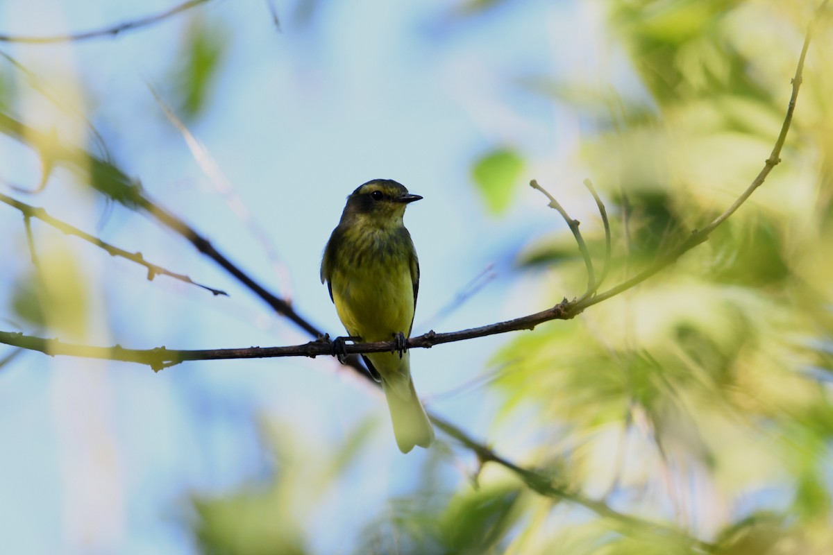 Сатрапа - ML649351789