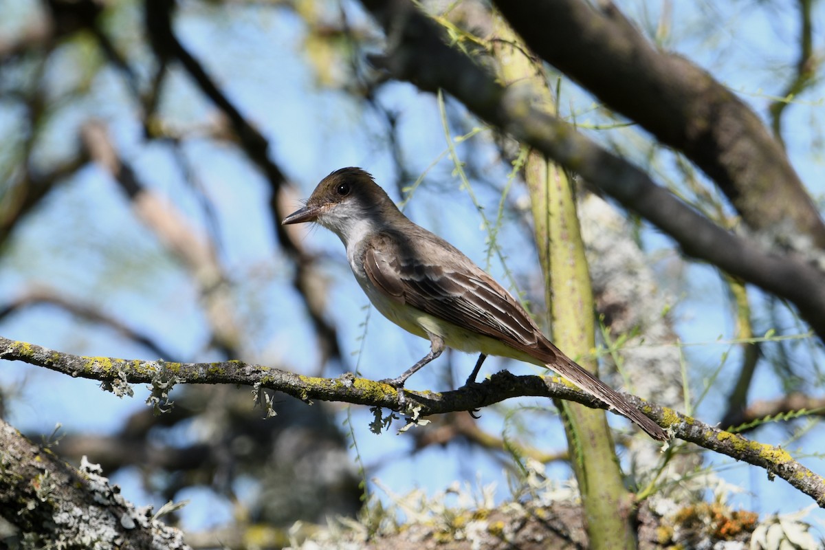 Копетон неотропічний - ML649351803