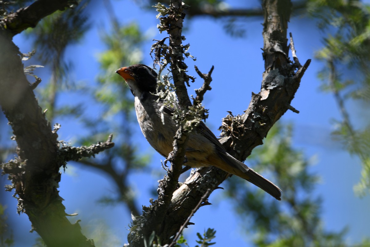 Зернолуск золотодзьобий - ML649351874