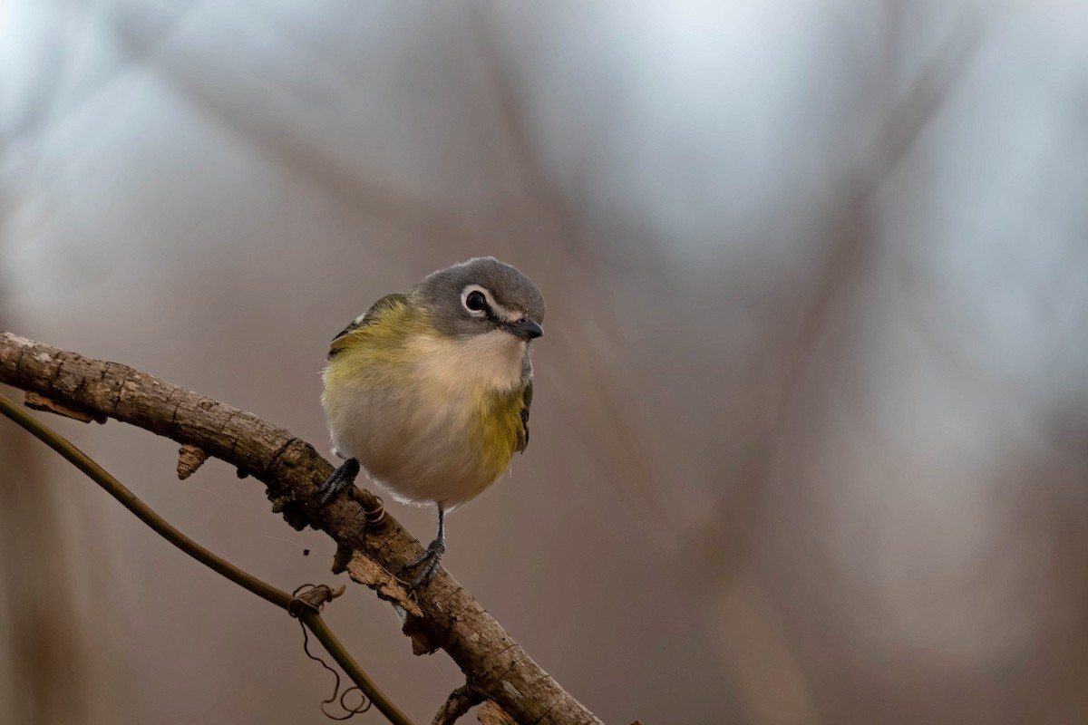 Graukopfvireo - ML649351969