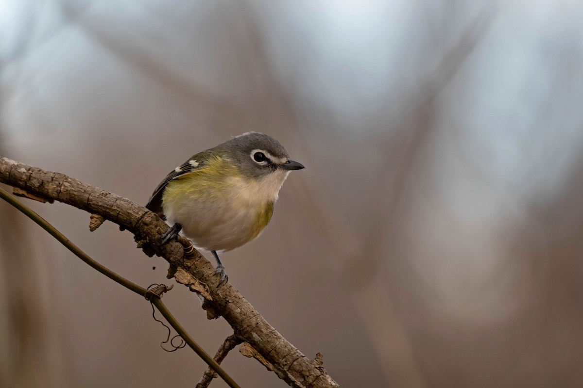 Graukopfvireo - ML649351970