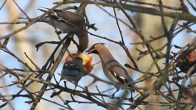 Buztanori boreala - ML649351984