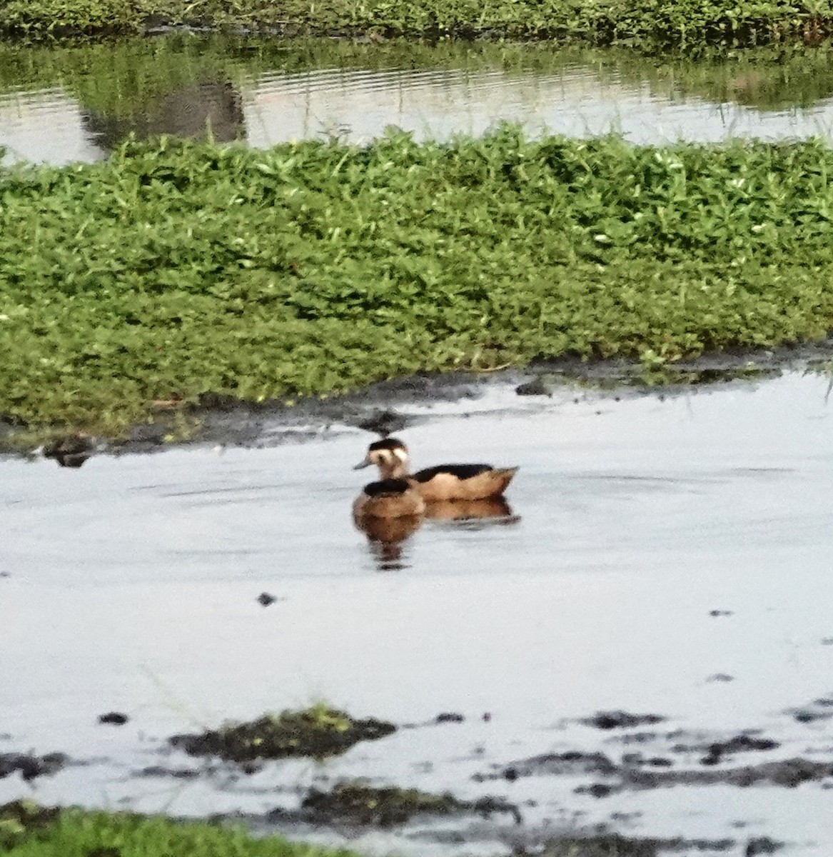 Sarcelle à bec bleu - ML649352009