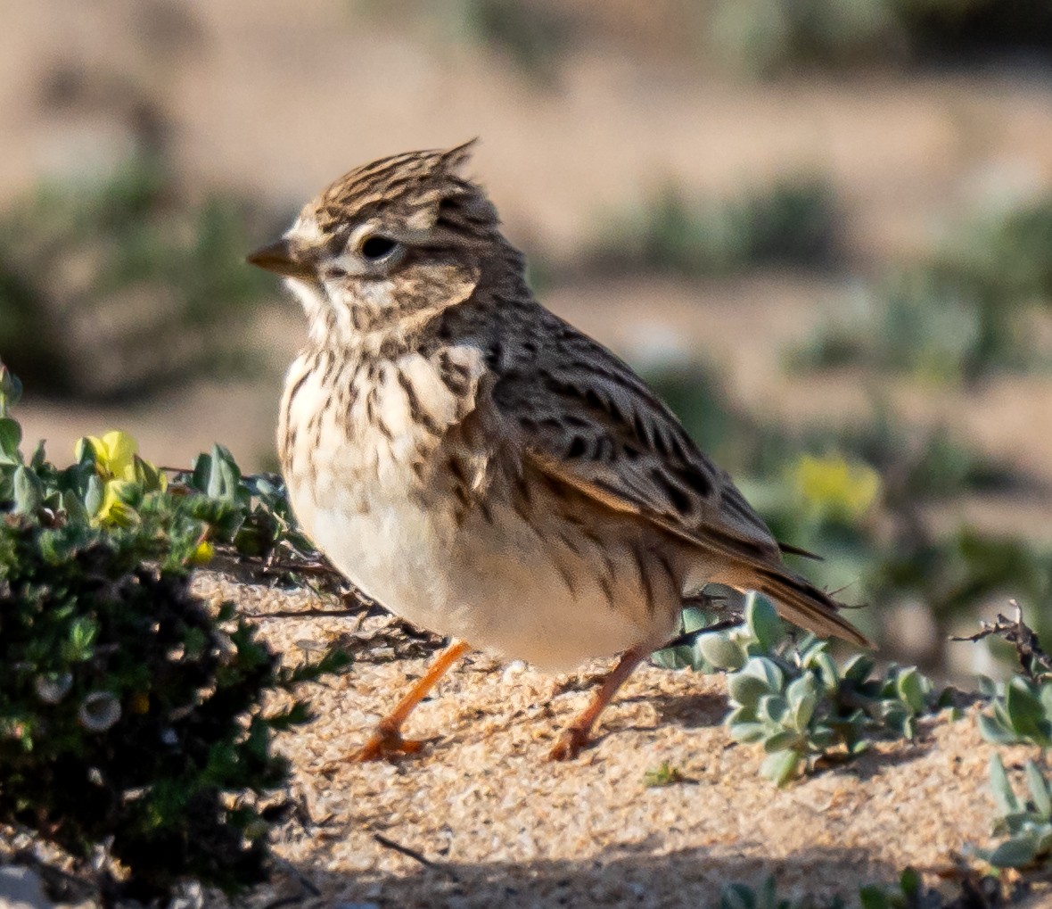 Жайворонок сірий - ML649352019