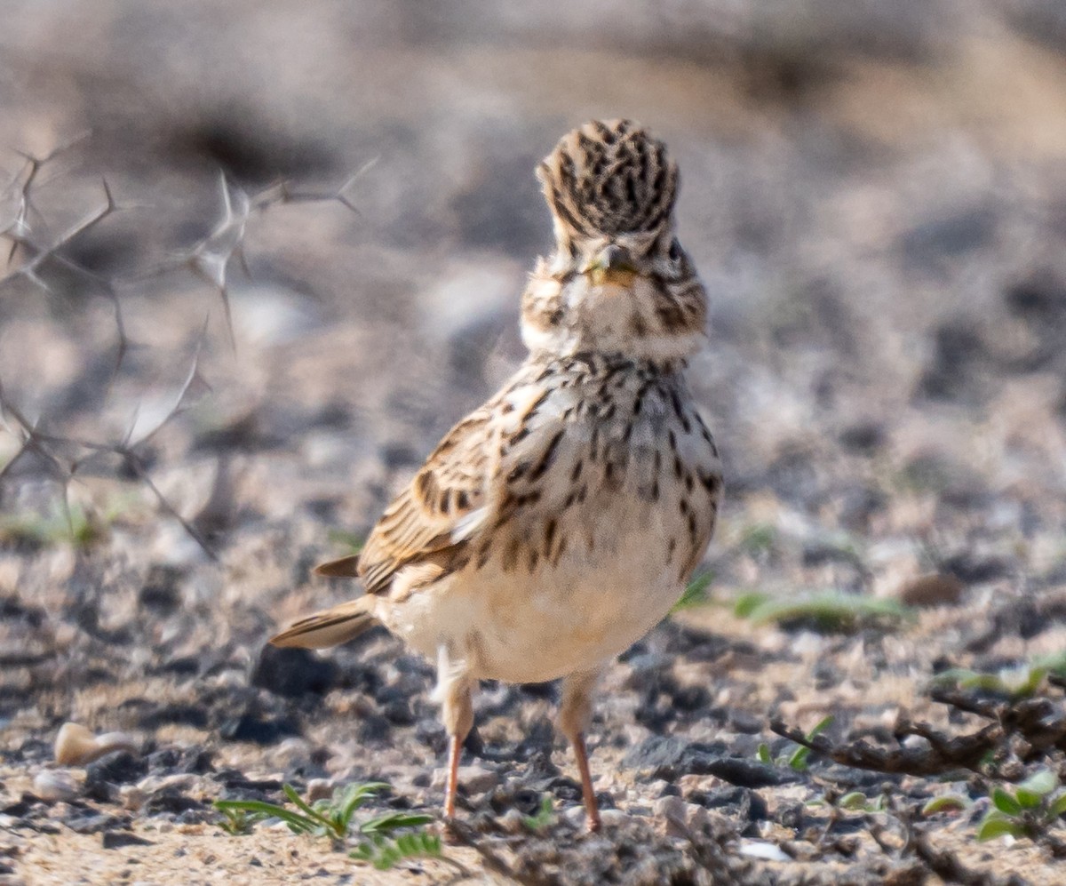 Жайворонок сірий - ML649352037