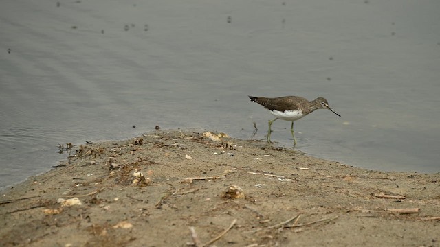 Kuliska iluna - ML649352192