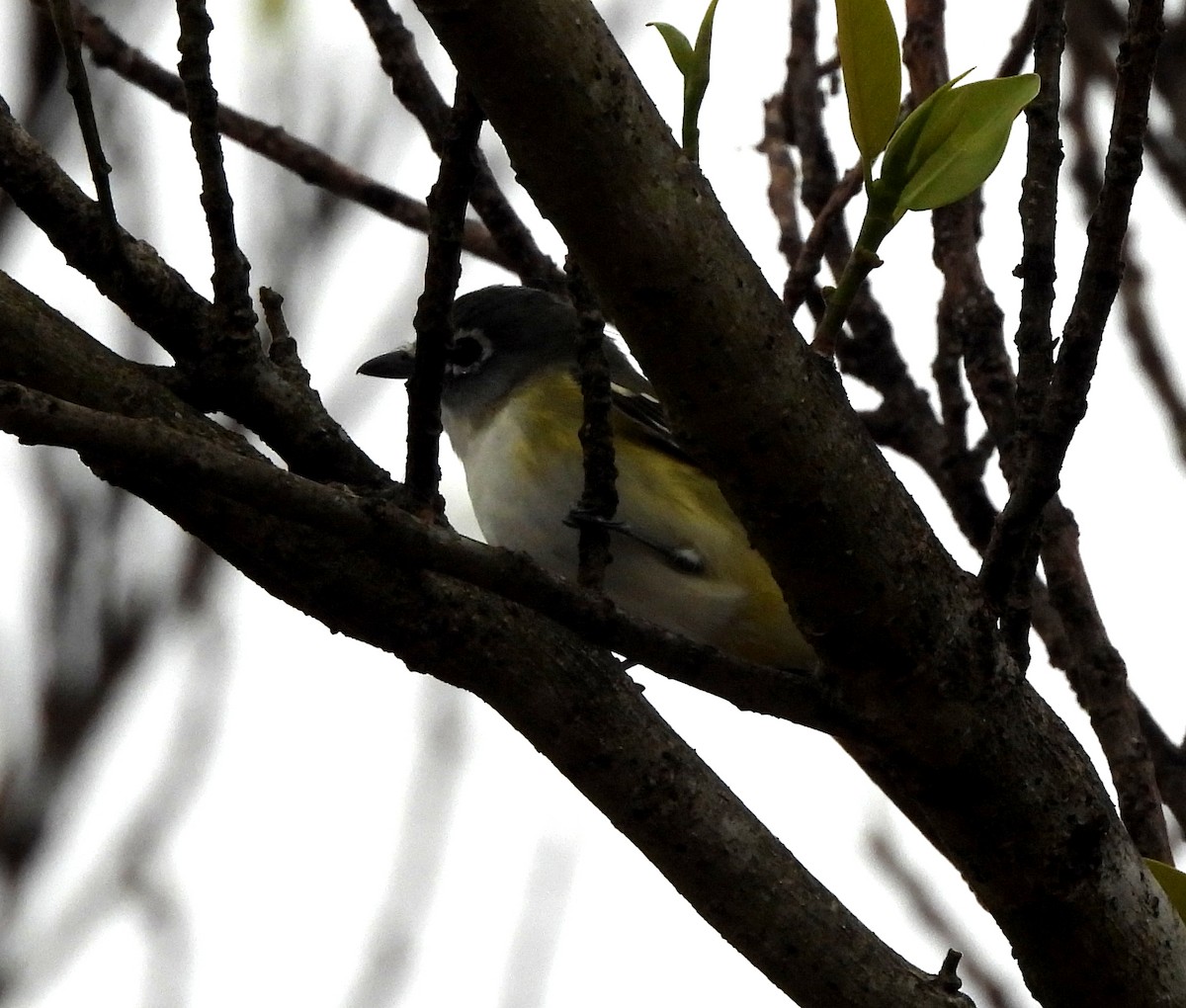 Graukopfvireo - ML649352525