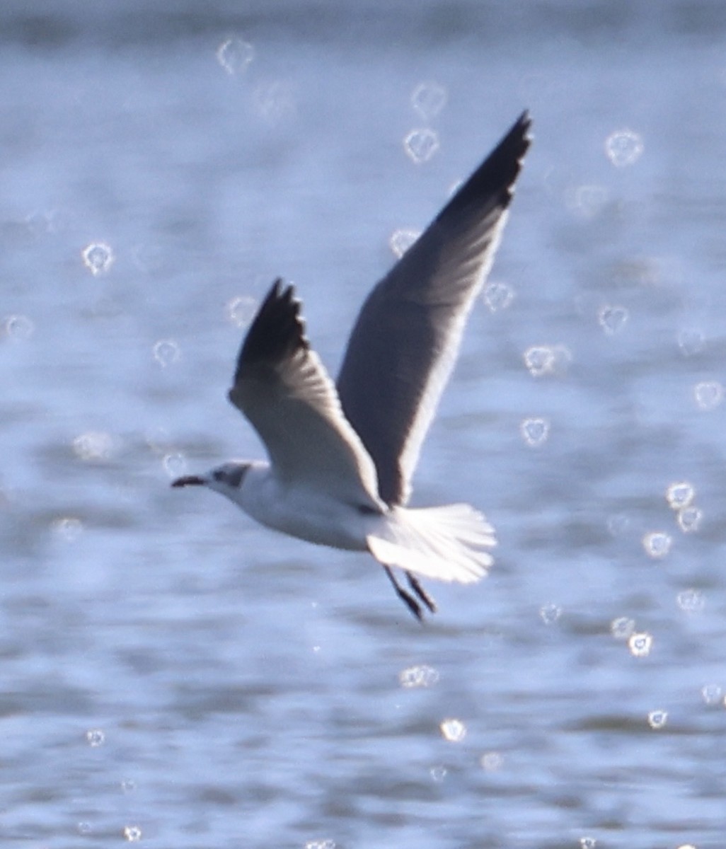 Gabbiano sghignazzante - ML649352868