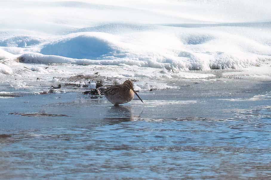 bekasina severoamerická - ML649352928