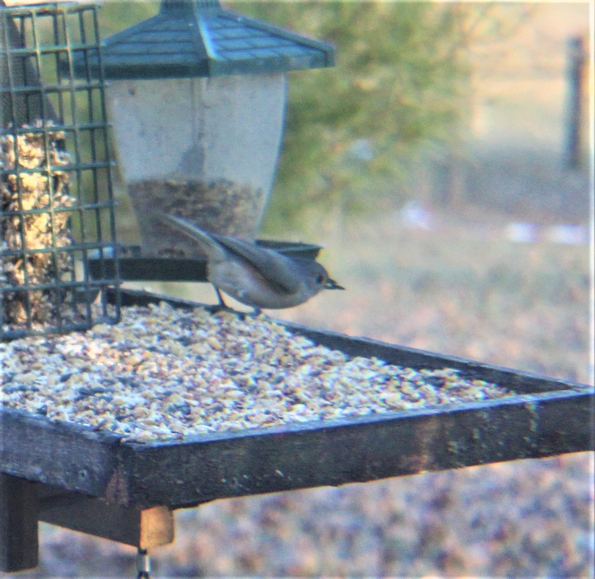 Tufted Titmouse - ML649353049