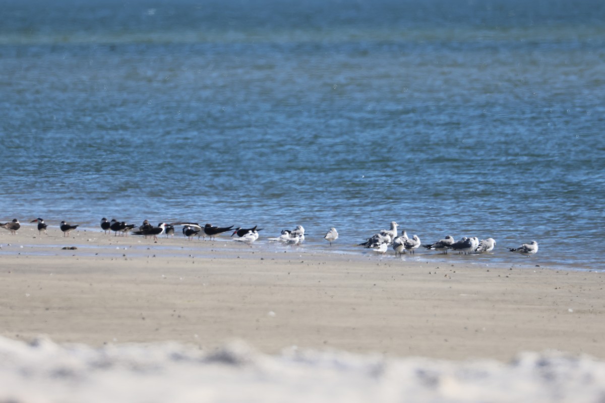 Gabbiano sghignazzante - ML649353064