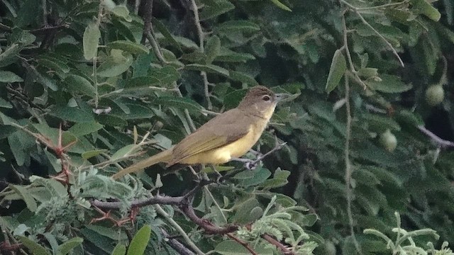 Yellow-bellied Greenbul - ML649353100