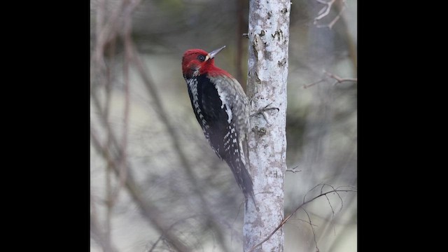 Red-breasted Sapsucker - ML649353125