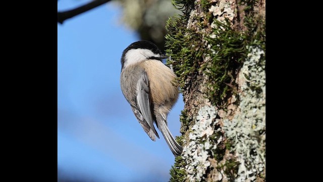Black-capped Chickadee - ML649353151