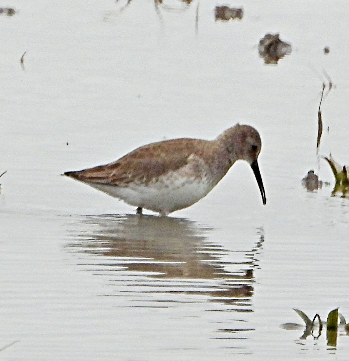 Bécasseau variable - ML649353226