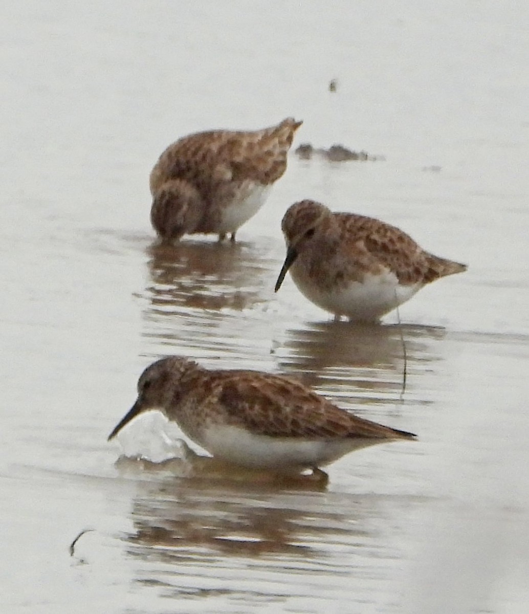 Bécasseau minuscule - ML649353237