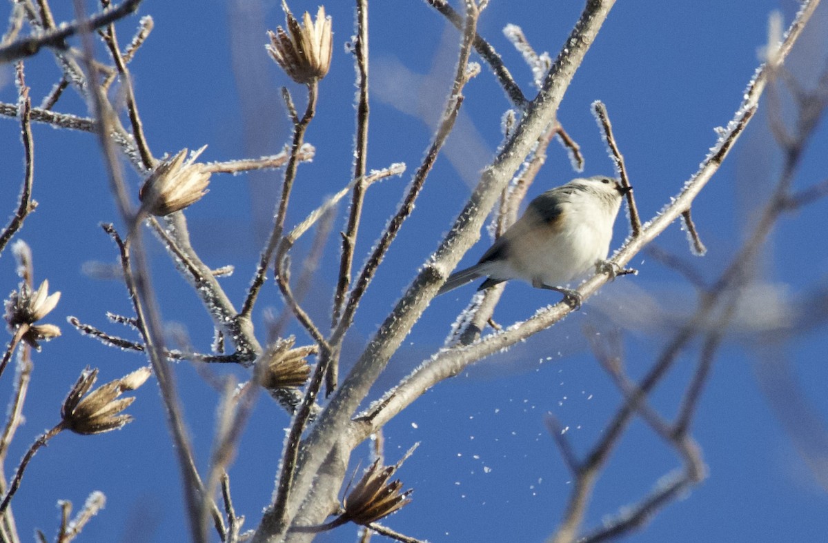 Tufted Titmouse - ML649353263