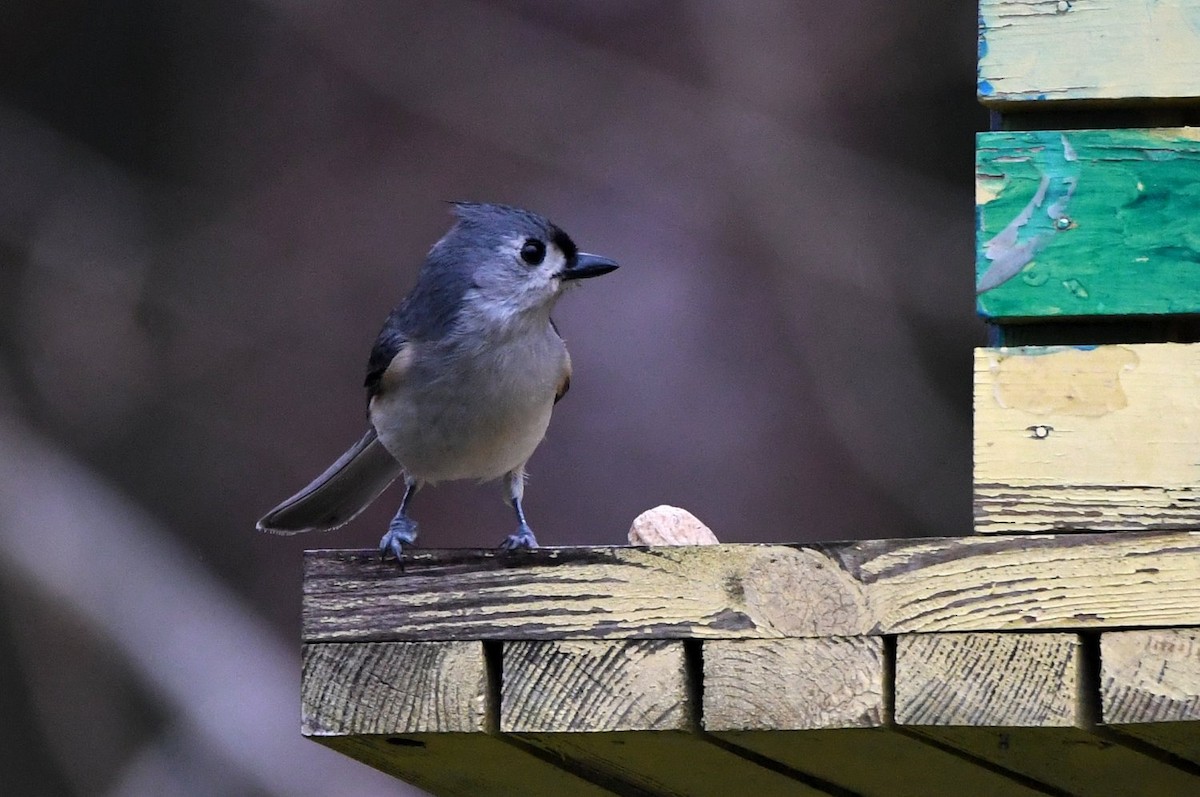 Tufted Titmouse - ML649353410