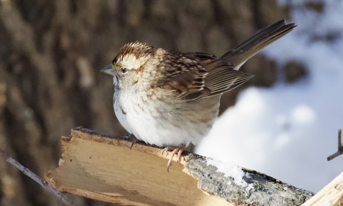 Weißkehlammer - ML649353456