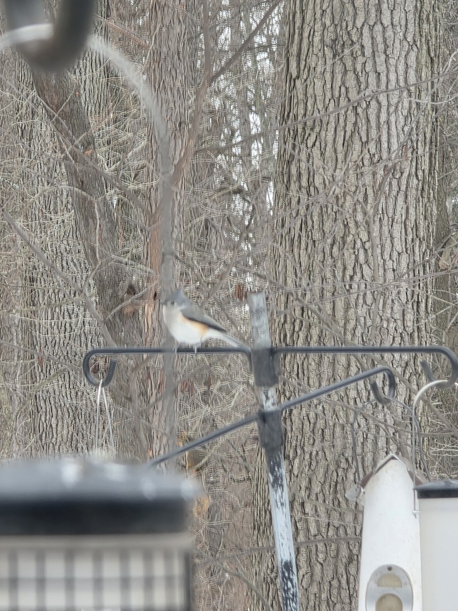 Tufted Titmouse - ML649353475