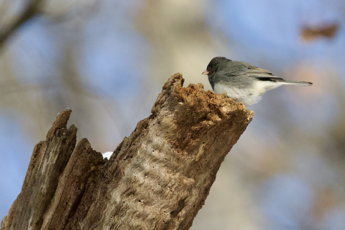 Winterammer - ML649353484