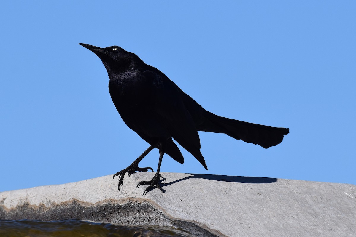Great-tailed Grackle - ML649353525