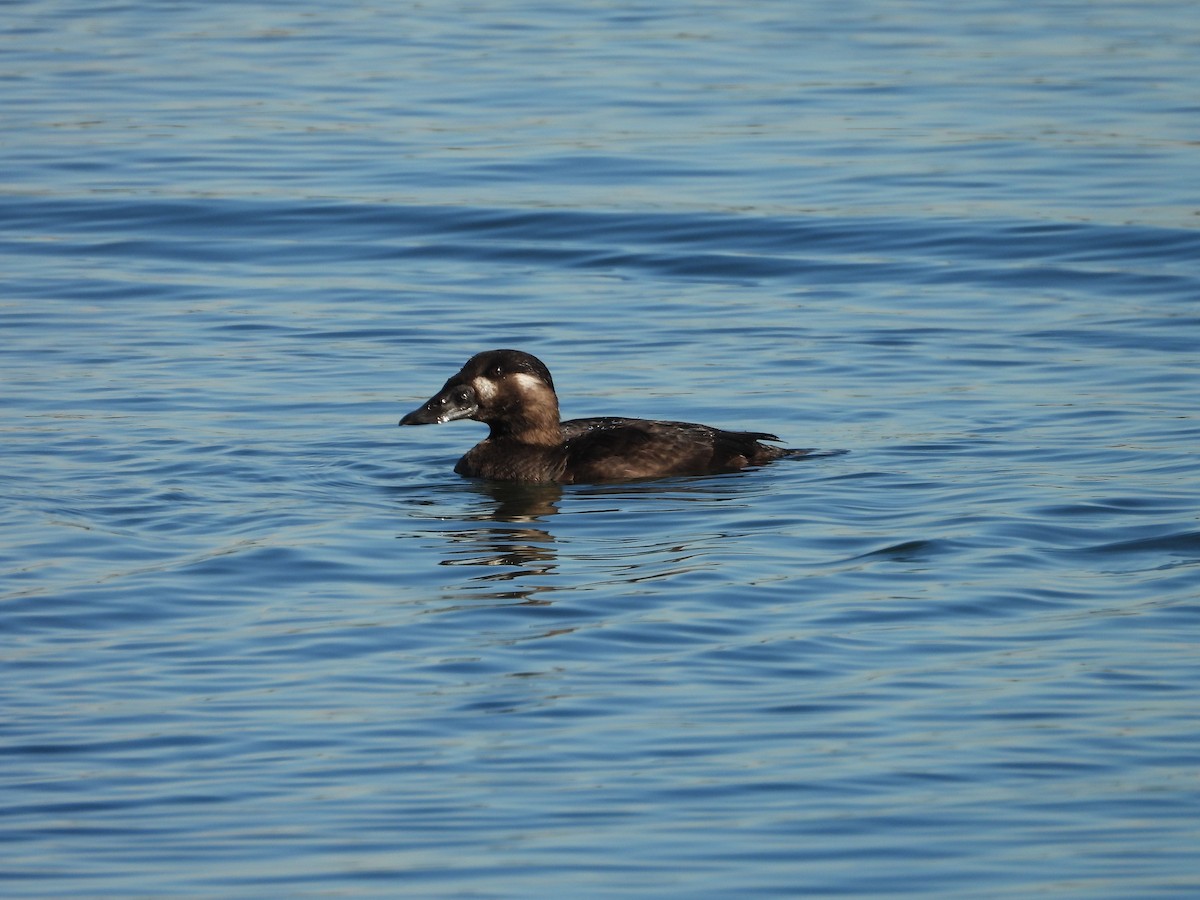 Surf Scoter - ML649353526