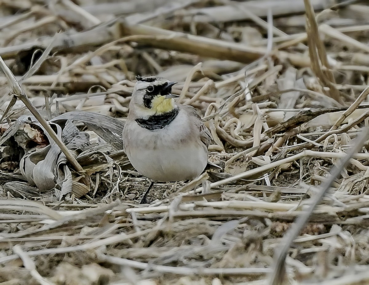 Horned Lark - ML649353530