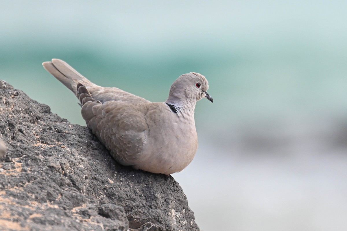 Eurasian Collared-Dove - ML649353531