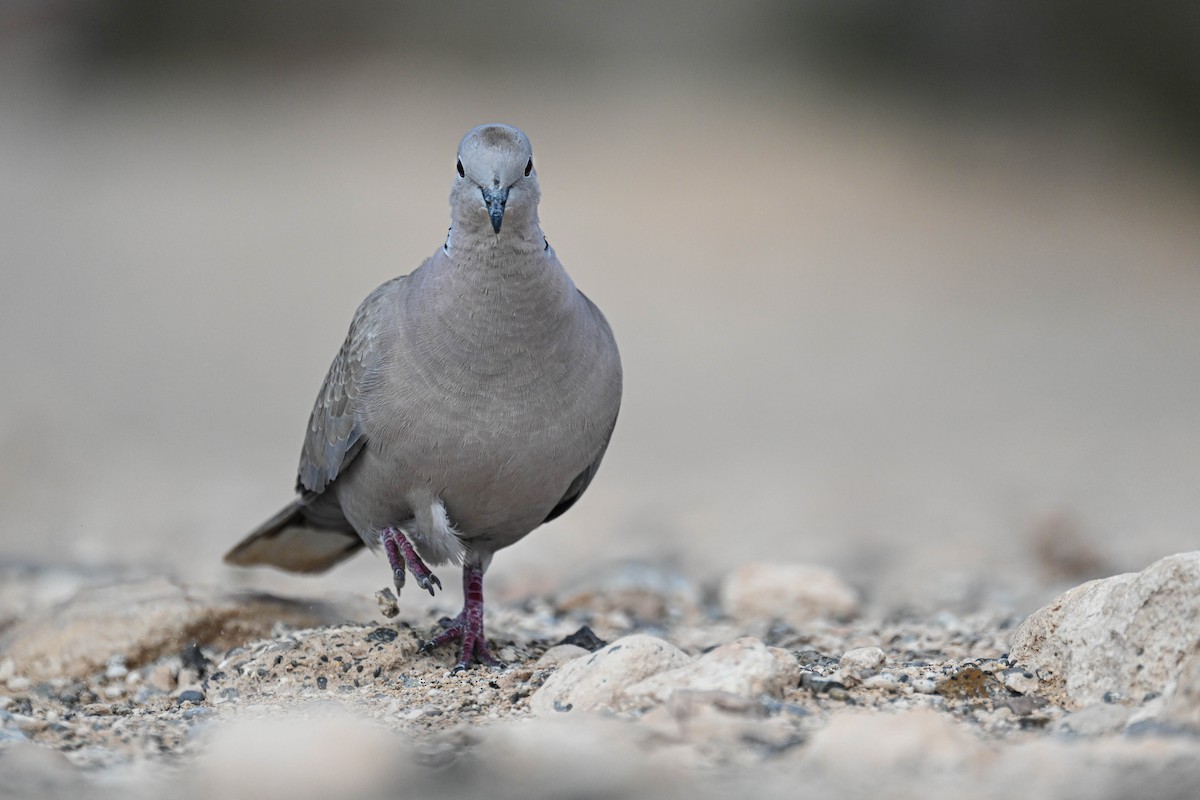 Eurasian Collared-Dove - ML649353532