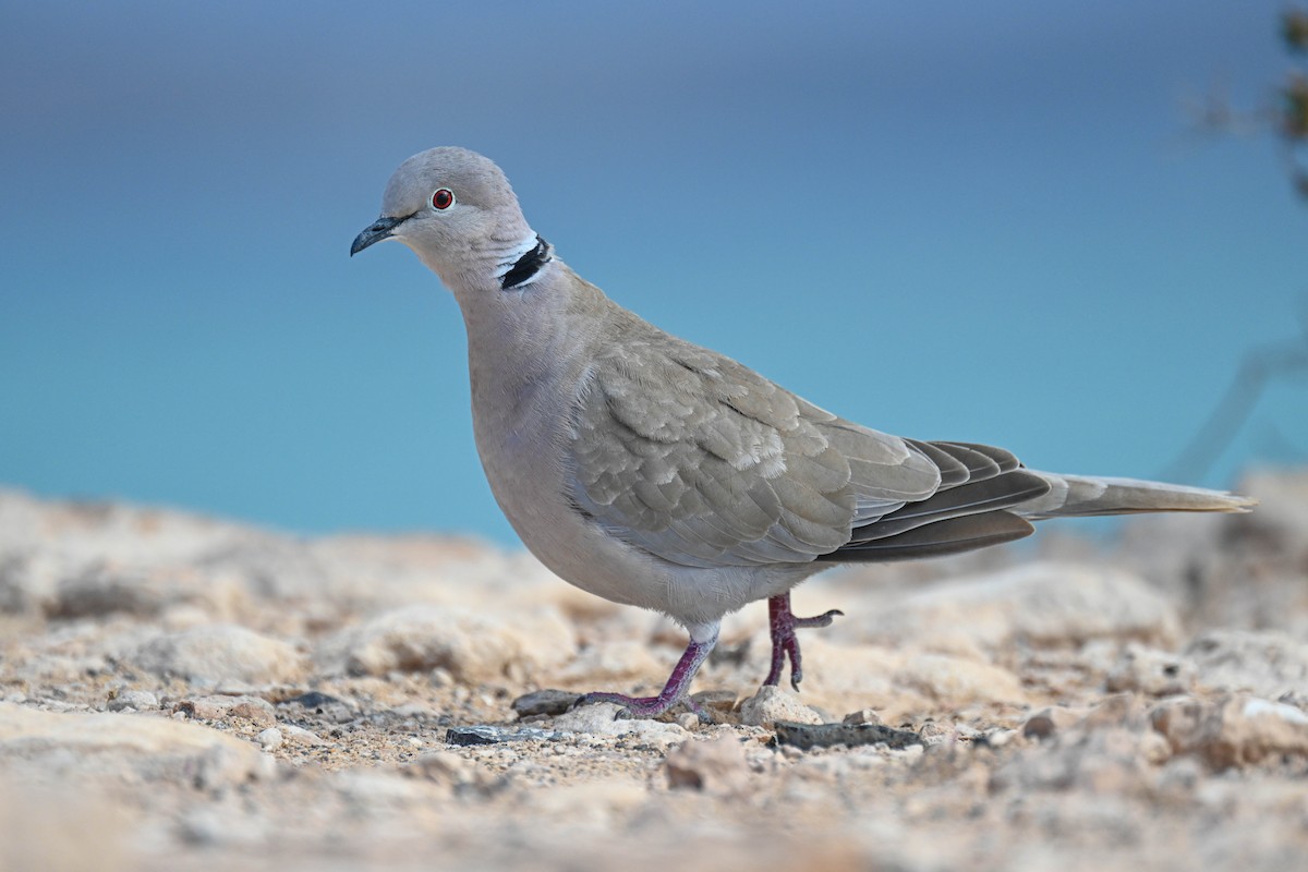Eurasian Collared-Dove - ML649353533