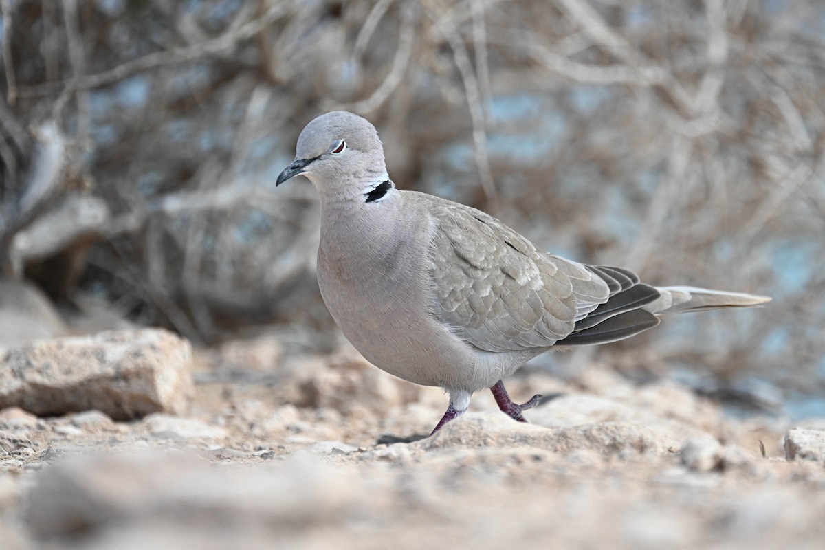 Eurasian Collared-Dove - ML649353534
